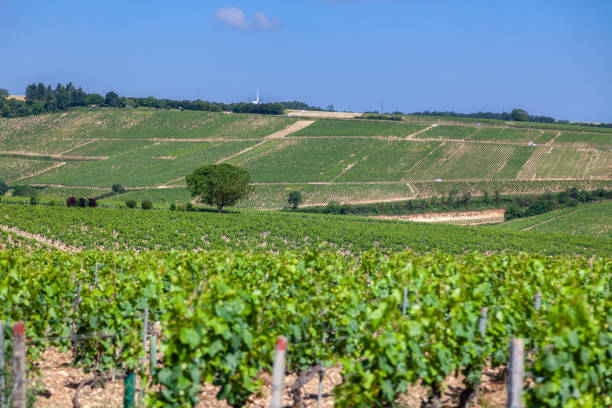 istock Closeup panoramic shot rows summer vineyard scenic landscape, plantation, beautiful wine grape branches, sun, sky, limestone land. Concept autumn grapes harvest, nature agriculture background 1189772131