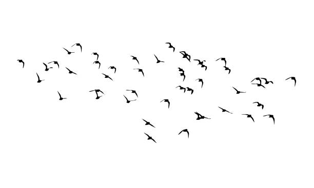 Golden plover wedge in flight. Vector silhouette a flock of birds Golden plover wedge in flight. Vector silhouette a flock of birds philomachus pugnax stock illustrations