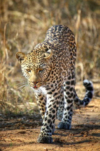 istock Leopard on the prowl in Kruger National Park 1189773803