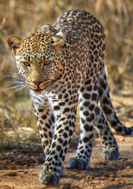 istock Leopard staring in camera in Kruger National Park 1189773829