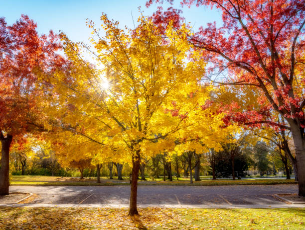 istock Fall trees in a city park near parking with a sunburst showing through 1189774889