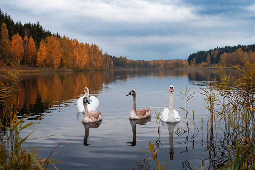 Autumn forest and lake. Two adult swans with little swans. Idylls. The beauty of the wild. Royal birds.
