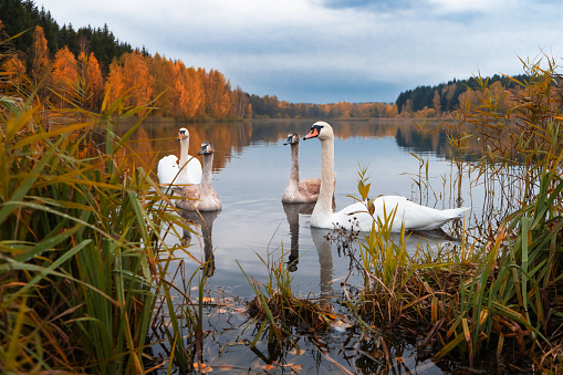 Autumn forest and lake. Two adult swans with little swans. Idylls. The beauty of the wild. Royal birds.