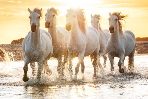 istock White horses in Camargue, France. 1189777921