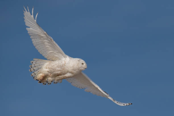 istock Snowy Owl in New Jersey 1189778525