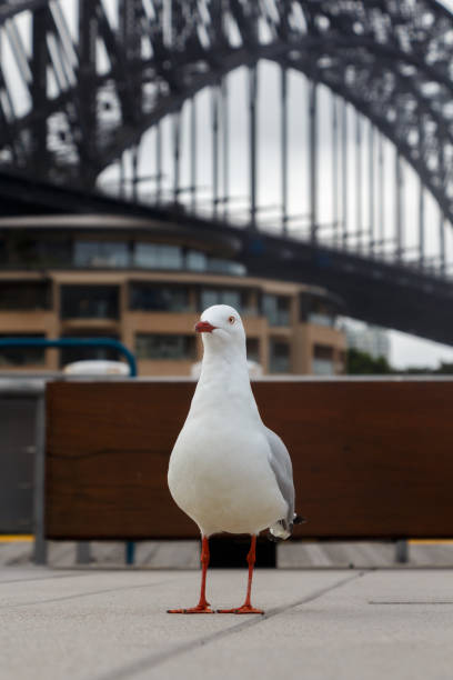 istock White seagull in Front of Sydney Harbour Bridge 1189778782