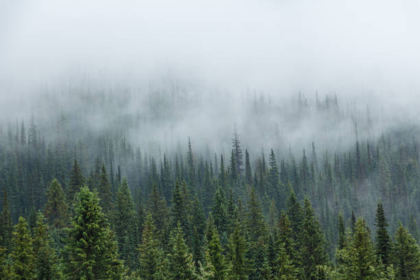 istock Green trees with mist or fog descending 1189778861