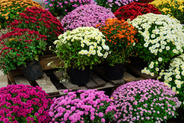 istock Many different bouquets of multicolored chrysanthemums 1189779775