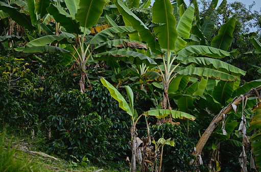 Coffee plantation with banana plants. Colombia.