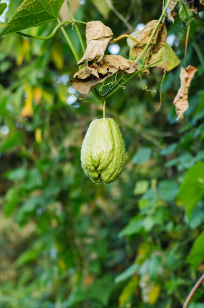 istock Citrus medica. Tropical fruit. 1189781280