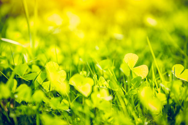 istock green plant nature blur for background postcard wallpaper. 1189781524