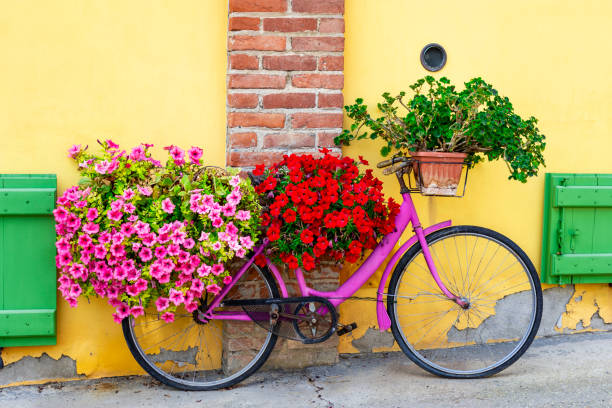 Pink bicycle in Piedmont (Italy). stock photo