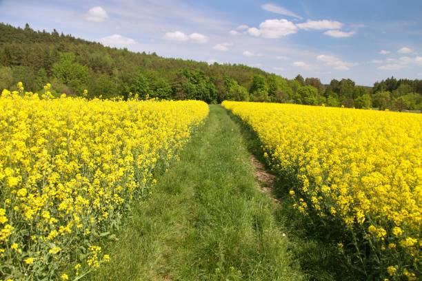 istock Field of rapeseed, canola or colza 1189782959