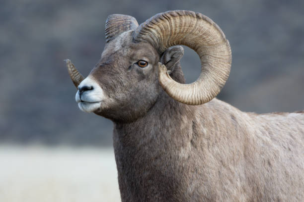 istock Bighorn Sheep Portrait in Montana 1189783030