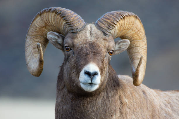 istock Bighorn Sheep Portrait in Montana 1189783039