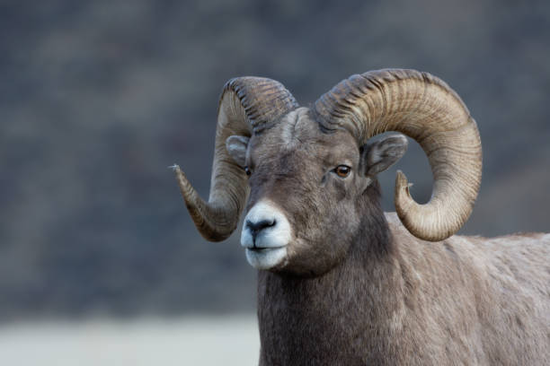 istock Bighorn Sheep Portrait in Montana 1189783078
