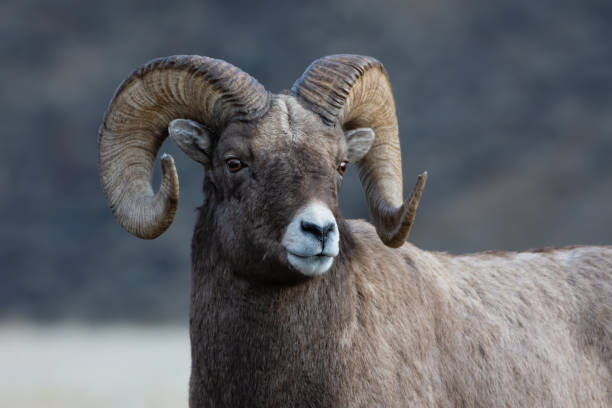 istock Bighorn Sheep Portrait in Montana 1189783088