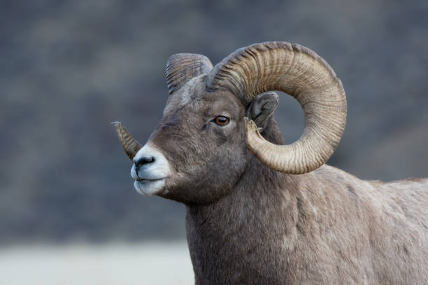 istock Bighorn Sheep Portrait in Montana 1189783193