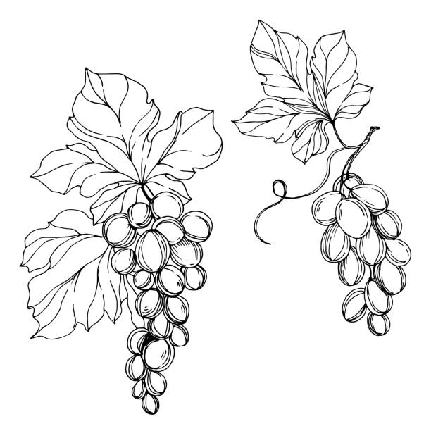 ilustra ções de stock, clip art, desenhos animados e ícones de vector grape berry healthy food. black and white engraved ink art. isolated grapes illustration element. - ukraine nature