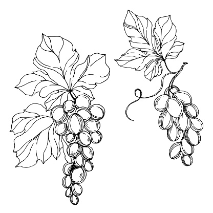 Vector Grape berry healthy food. Black and white engraved ink art. Isolated grapes illustration element on white background.