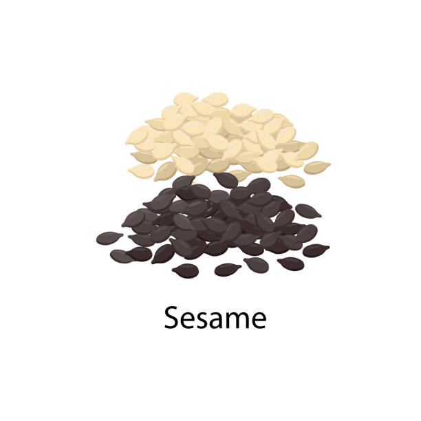 Sesame Seeds Vector Illustration In Flat Design Isolated On White  Background Stock Illustration - Download Image Now - iStock