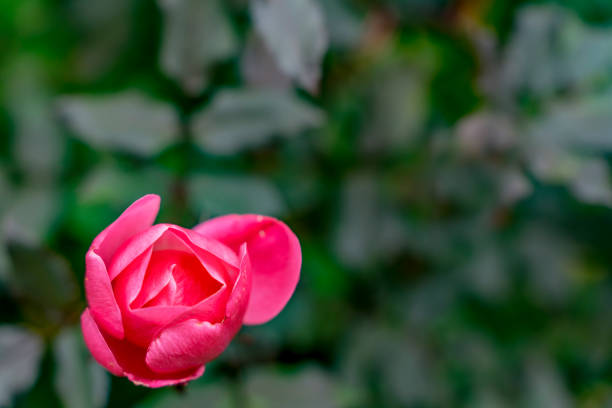 Pink Hybrid Tea Rose Blooming Macro Green Background Bellevue Washington State