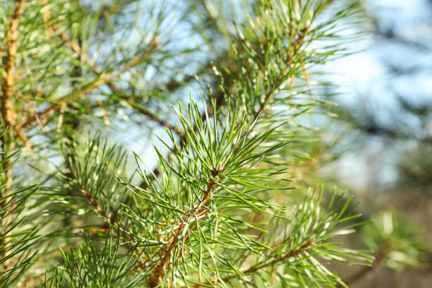 istock Pine needles on tree branch, close up and space for text 1189783846