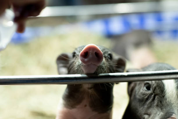 istock Close-Up Piggy face on the farm 1189784070