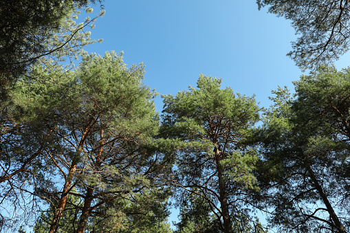 Top of pine trees against blue sky. Active leisure