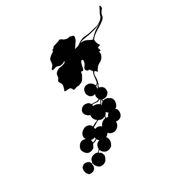 Vector Grape berry healthy food. Black and white engraved ink art. Isolated grapes illustration element. Vector Grape berry healthy food. Black and white engraved ink art. Isolated grapes illustration element. Black silhouette illustration shape outline. fruit silhouettes stock illustrations
