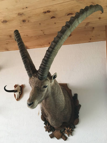 istock capricorn stuffed animal hut cosy 1189785197