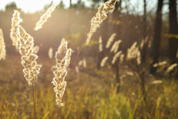 Tall dried grass in forest, close up and space for text