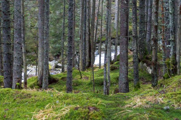 istock The texture of tree bark with moss. Old tall trees with moss in forest. Trees with green leaves in forest. Beautiful view of deciduous forest, landscape, scenery, paysage 1189785311