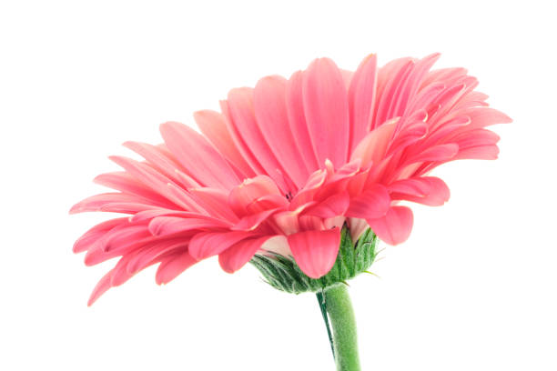 A close-up view of a bright pink Gerbera daisy flower accompanied by lush green leaves, photographed with a soft and natural background, showcasing the flower's striking beauty and delicate details.