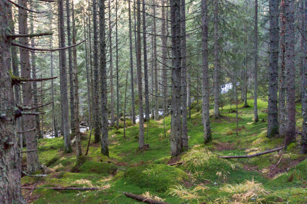 istock The texture of tree bark with moss. Old tall trees with moss in forest. Trees with green leaves in forest. Beautiful view of deciduous forest, landscape, scenery, paysage 1189785535