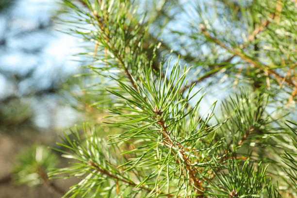 istock Pine needles on tree branch, close up and space for text 1189785569