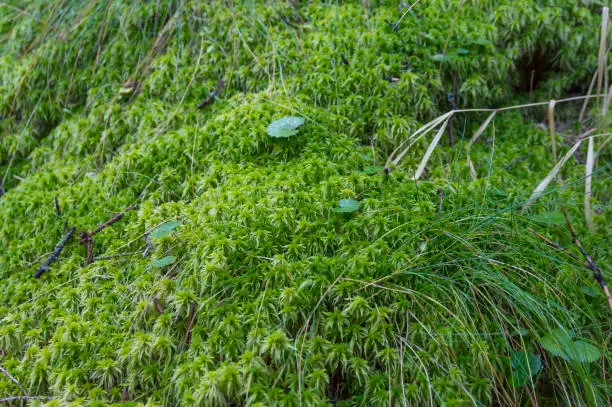 Photo of The texture of tree bark with moss. Old tall trees with moss in forest. Trees with green leaves in forest. Beautiful view of deciduous forest, landscape, scenery, paysage