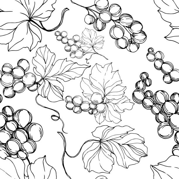 illustrations, cliparts, dessins animés et icônes de vector grape baies aliments sains. art d'encre gravé noir et blanc. modèle de fond sans couture. - grape nature design berry fruit