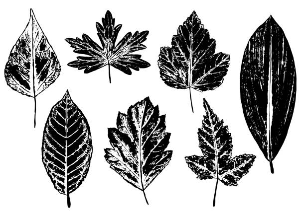 ilustraciones, imágenes clip art, dibujos animados e iconos de stock de conjunto de impresiones de tinta de hojas estampadas - tree hawthorn isolated cut out