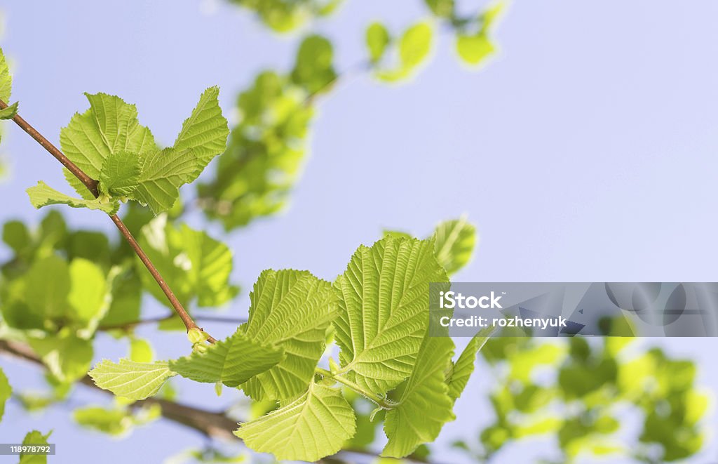 Primavera Hazel o Elm foglie - Foto stock royalty-free di Albero