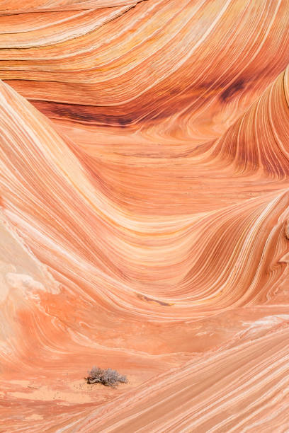 mulitple-schichten, die in the wave führen, eine berühmte felsformation in der wüste nahe der grenze zwischen utah und arizona. - san rafael swell stock-fotos und bilder