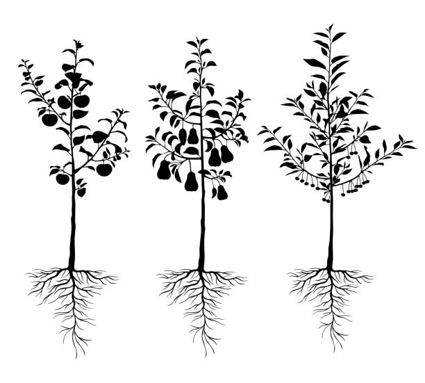 ilustrações, clipart, desenhos animados e ícones de seedling árvores de fruta novas com jogo das raizes - pear tree