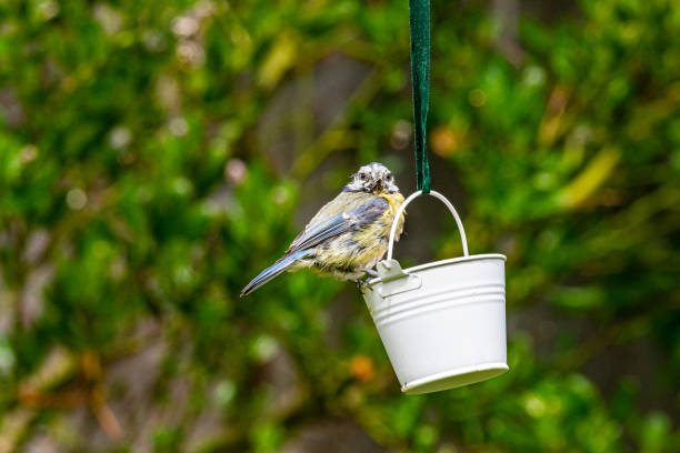 istock Urban wildlife with a bluetit (cyanistes caeruleus) perched on a garden feeder 1189789127