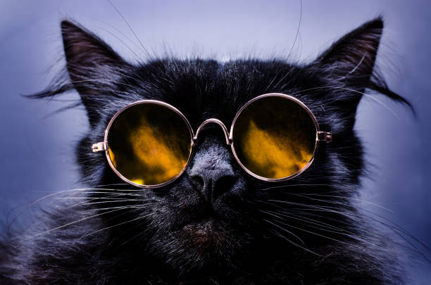 Gorgeous Fluffy Black Cat Wearing Moony Sunglasses Pet Portrait Stock Photo  - Download Image Now - iStock