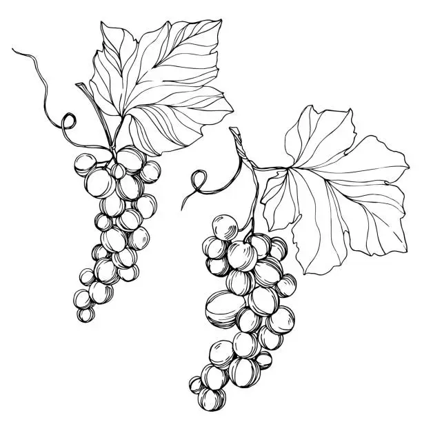 Vector illustration of Vector Grape berry healthy food. Black and white engraved ink art. Isolated grape illustration element.