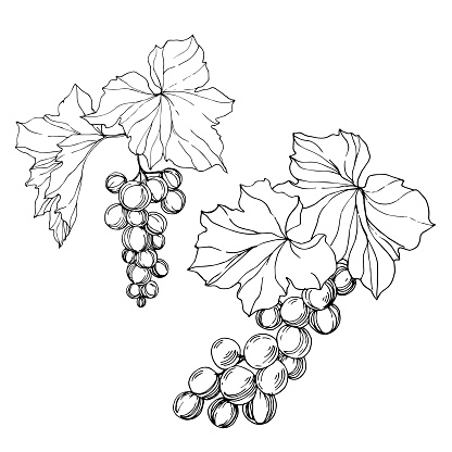 Vector Grape berry healthy food. Black and white engraved ink art. Isolated grape illustration element on white backgraund.