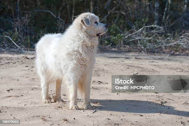 Great Pyrenees On Natural Terrain Stock Photo - Download Image Now - Pyrenean Mountain Dog, Animal, Color Image