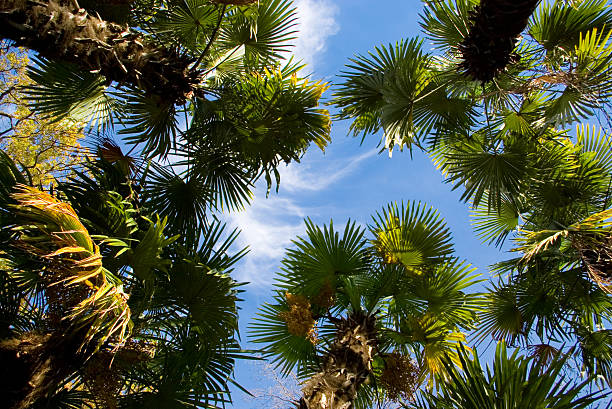 Palm trees stock photo