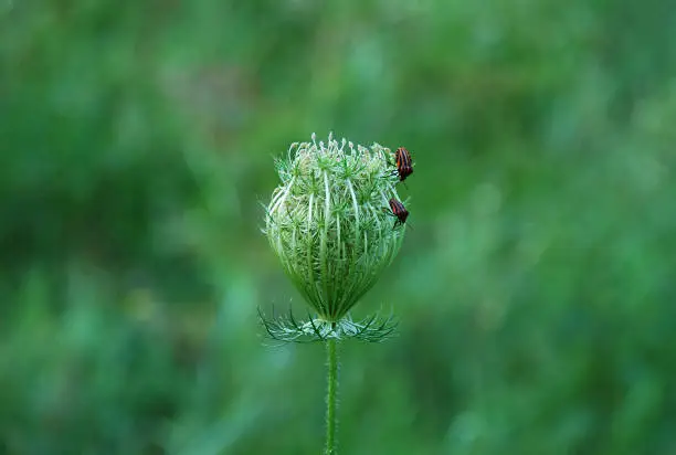 Photo of Sweet and very aromatic flowering plant Anise (Pimpinella anisum or Aniseed). It is widely cultivated and used to flavor food and alcoholic drinks.It served as a carminative in herbal medicine.