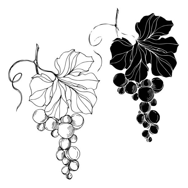 Vector Grape berry healthy food. Black and white engraved ink art. Isolated grape illustration element. Vector Grape berry healthy food. Black and white engraved ink art. Isolated grape illustration element on white backgraund. liana stock illustrations